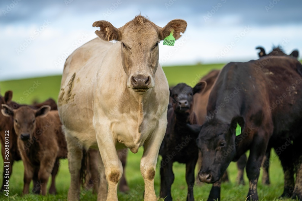 dairy cows grazing in an agricultural field. sustainable agriculture practiced with regenerative and organic food production methods dairy cows grazing in an agricultural field. sustainable agriculture practiced with regenerative and organic food production methods