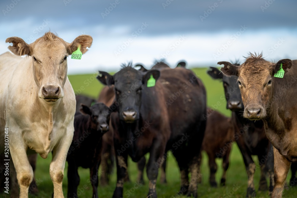dairy cows grazing in an agricultural field. sustainable agriculture practiced with regenerative and organic food production methods dairy cows grazing in an agricultural field. sustainable agriculture practiced with regenerative and organic food production methods