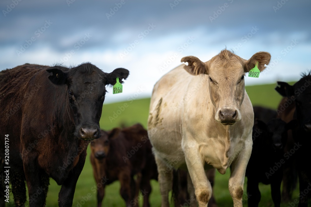 livestock in a meadow, sustainable carbon neutral farming being practiced. regenerative raised cows in a field. agricultural technology innovation. livestock in a meadow, sustainable carbon neutral farming being practiced. regenerative raised cows in a field. agricultural technology innovation.