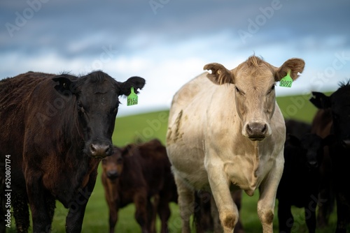 livestock in a meadow, sustainable carbon neutral farming being practiced. regenerative raised cows in a field. agricultural technology innovation. 