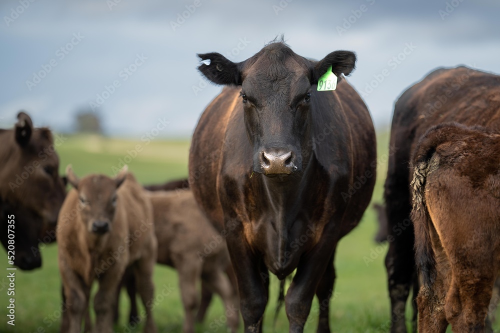 Wagyu stud beef bulls being produced on a farm in Australia. Angus Cows and cattle on a ranch in nsw New Zealand.