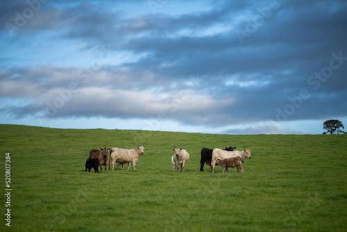 livestock in a meadow, sustainable carbon neutral farming being practiced. regenerative raised cows in a field. agricultural technology innovation. 