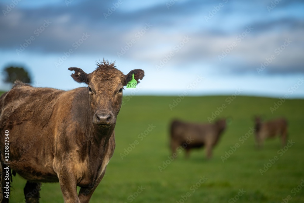 Regenerative agriculture cows in the field, grazing on grass and pasture in Australia, on a farming ranch. Cattle eating hay and silage. breeds include speckle park, Murray grey, angus, wagyu, dairy.