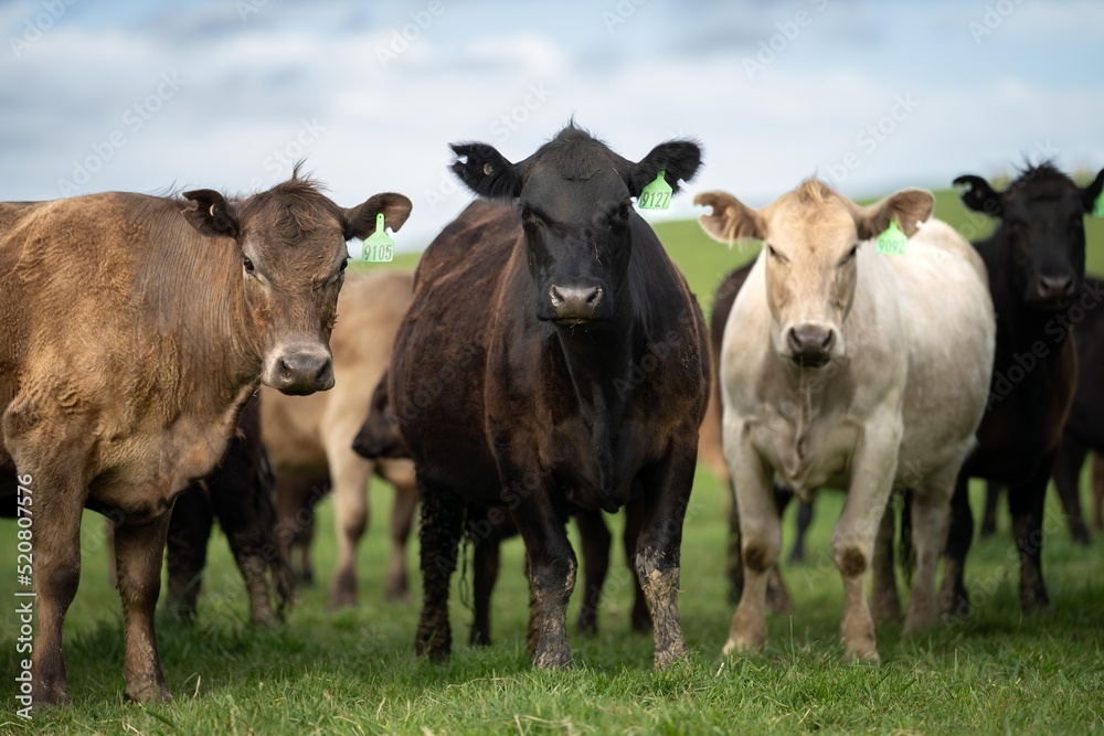 livestock in a meadow, sustainable carbon neutral farming being practiced. regenerative raised cows in a field. agricultural technology innovation. livestock in a meadow, sustainable carbon neutral farming being practiced. regenerative raised cows in a field. agricultural technology innovation.