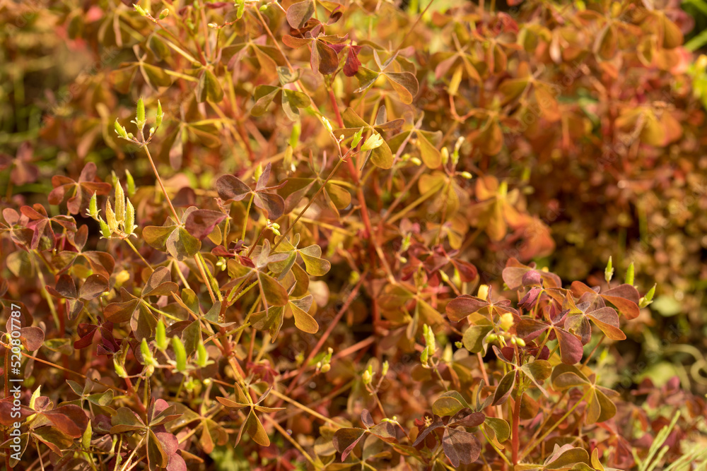 Sour. Plant. Flower in nature