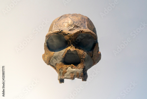 Skull remains of primitive humans in ancient times