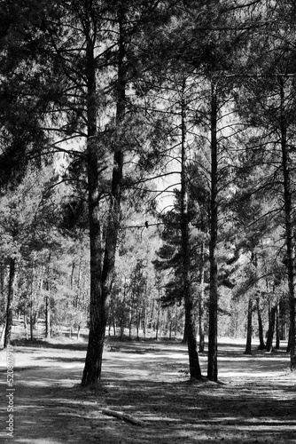 trees in the park