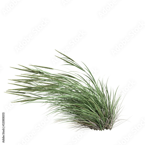 3d illustration of ammophila brevilugatta grass isolated on white background