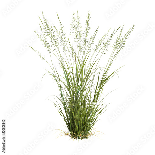3d illustration of arrhenatherum elatius grass isolated on white background