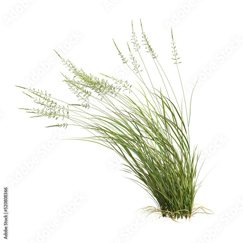 3d illustration of arrhenatherum elatius grass isolated on white background photo