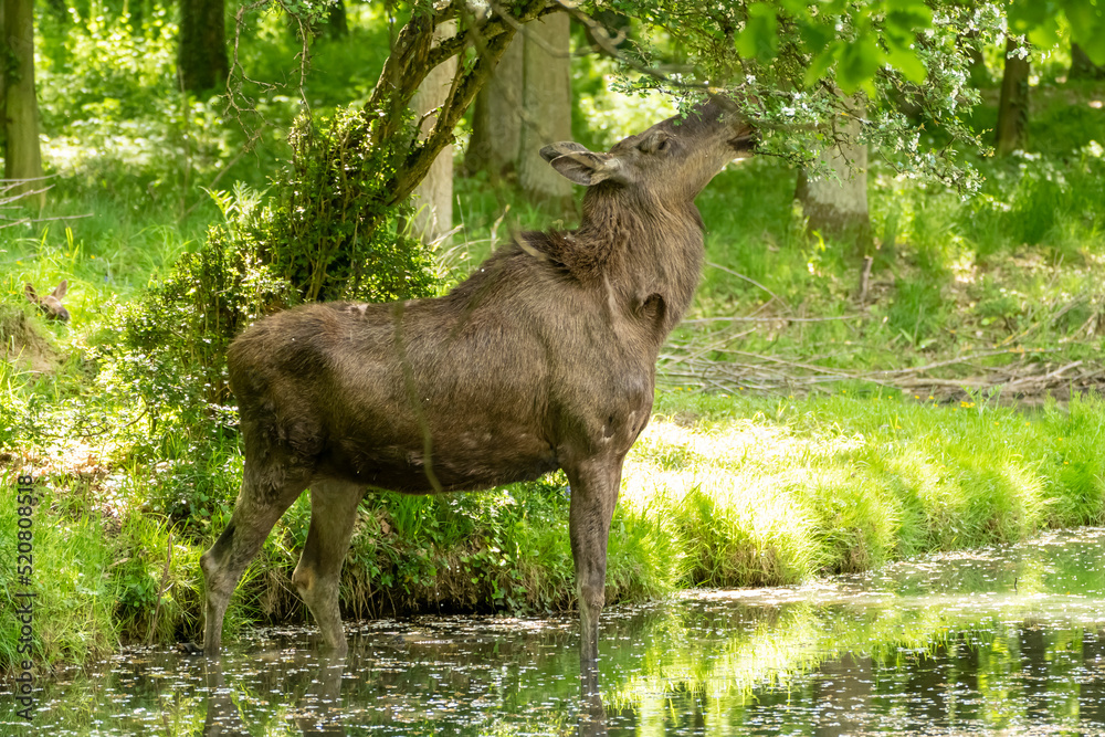 Fototapeta premium Elch, Alces alces