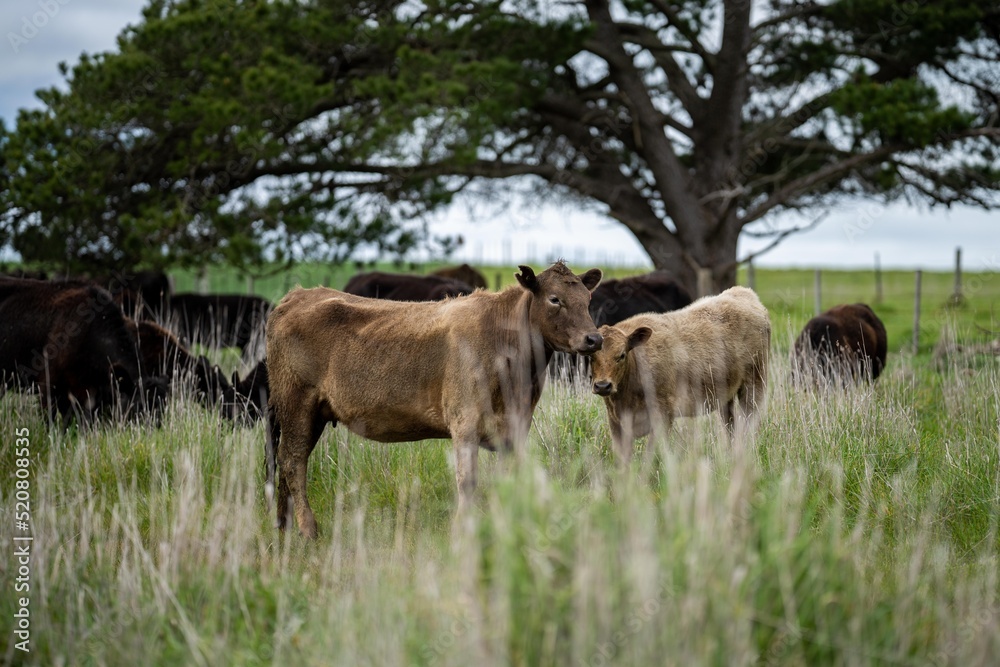 Regenerative agriculture cows in the field, grazing on grass and pasture in Australia, on a farming ranch. Cattle eating hay and silage. breeds include speckle park, Murray grey, angus, wagyu, dairy. Regenerative agriculture cows in the field, grazing on grass and pasture in Australia, on a farming ranch. Cattle eating hay and silage. breeds include speckle park, Murray grey, angus, wagyu, dairy.