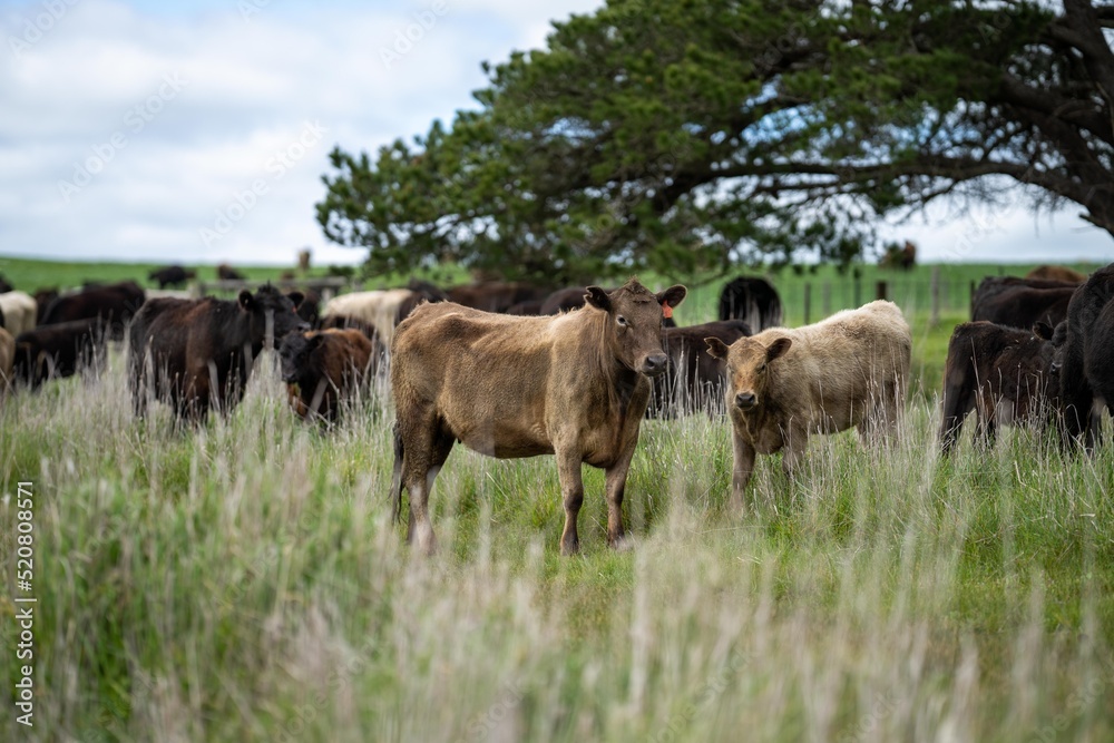 dairy cows grazing in an agricultural field. sustainable agriculture practiced with regenerative and organic food production methods dairy cows grazing in an agricultural field. sustainable agriculture practiced with regenerative and organic food production methods