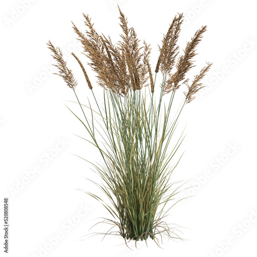 3d illustration of Calamagrostis canadensis grass isolated on white background photo
