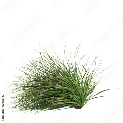 3d illustration of cymbopogon citratus grass isolated on white background