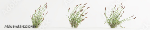 3d illustration of set arundo donax grass isolated on white background