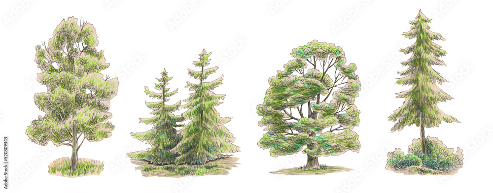 set. oak, aspen, pine, spruce. hand-drawn illustration. Trees and fir ...