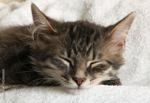 The kitten sleeps on a white soft blanket. Cute kitten photo.