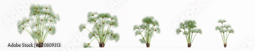 3d illustration of set cyperus papyrus grass isolated on white background