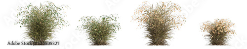 3d illustration of set chasmanthium latifolium grass isolated on white background photo