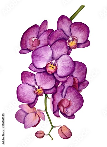 Purple orchid flower watercolor illustration 