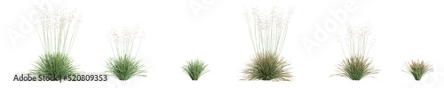 3d illustration of set deschampsia cespitosa northern lights grass isolated on white background