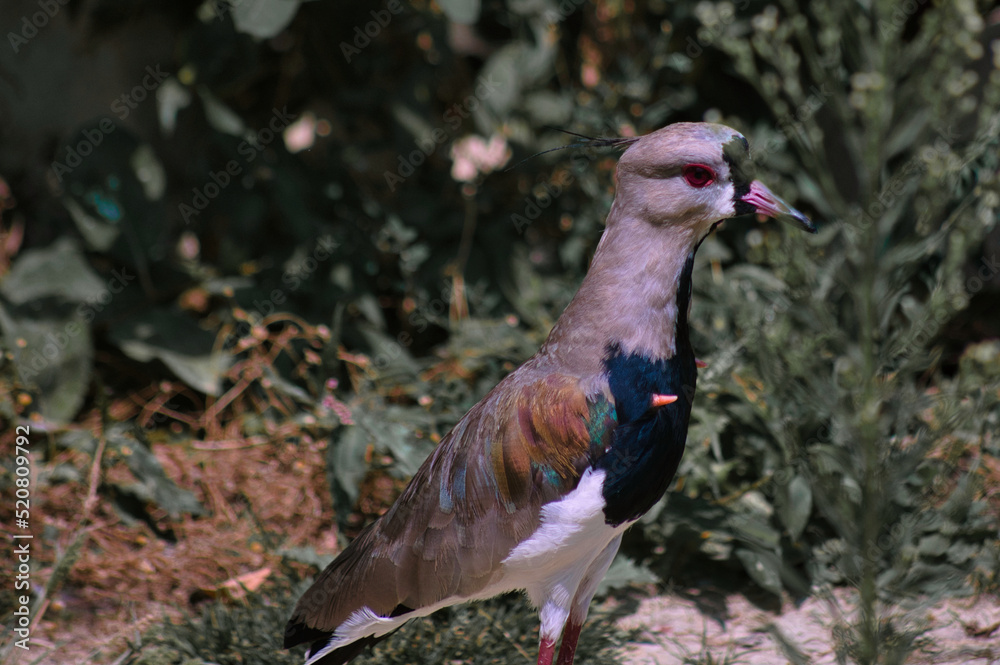Obraz premium Oiseau