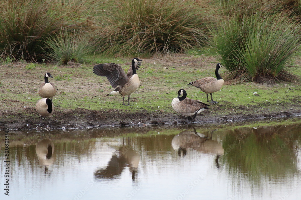 A flock of Canadian Geese. One of these very large birds can be seen spreading their wings. They have a very large wingspan. A flock of Canadian Geese. One of these very large birds can be seen spreading their wings. They have a very large wingspan.