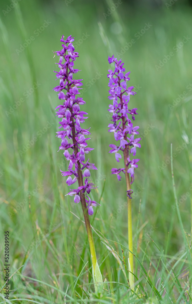 Kleines Knabenkraut, Anacamptis morio, Orchis morio Kleines Knabenkraut, Anacamptis morio, Orchis morio