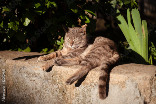 Katze