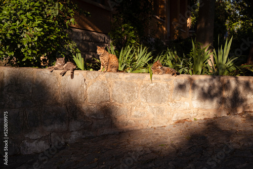 Katzen