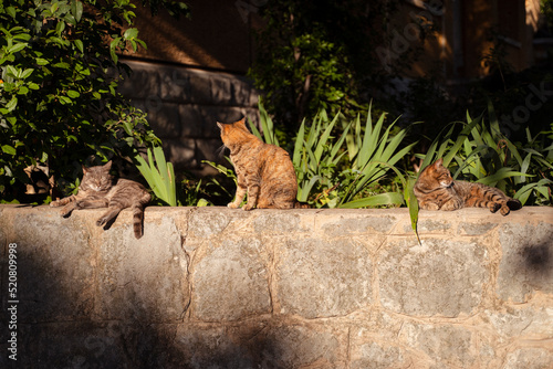 Katzen