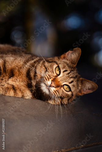 Katze