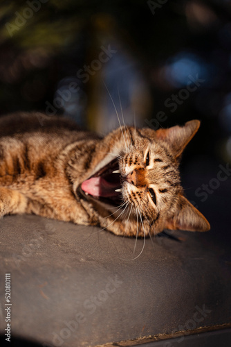 Katze gähnt