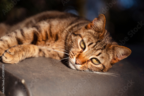 Katze