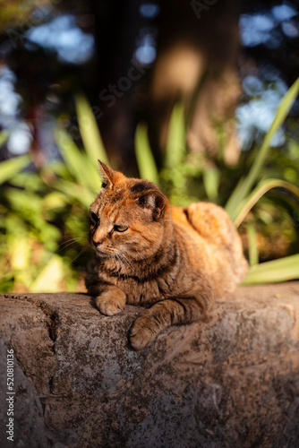 Katze