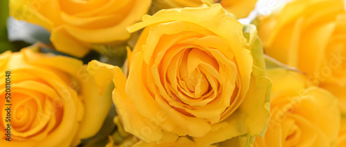Beautiful yellow roses  closeup view