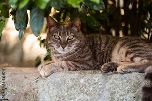 Katze
