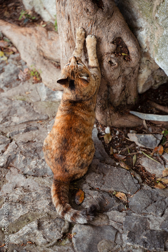 Katze