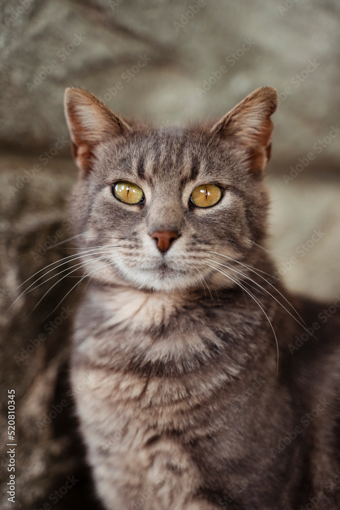 Katze Katze