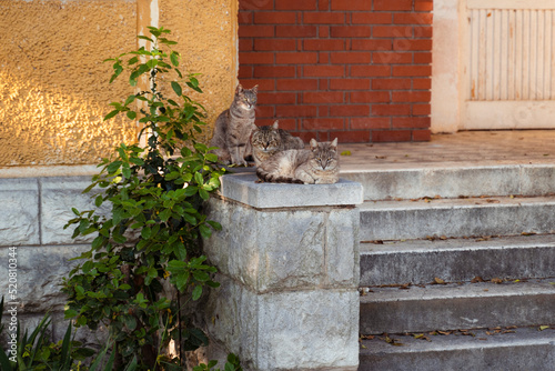 Katzen
