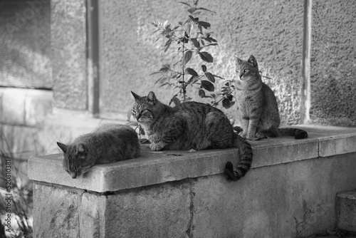 Katzen