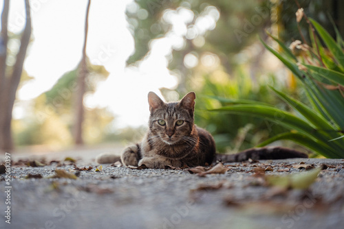 Katze