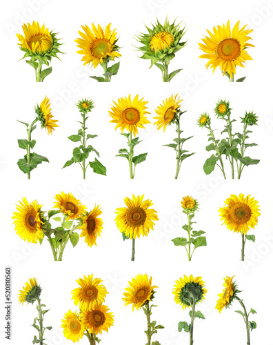 Set of beautiful sunflowers isolated on white