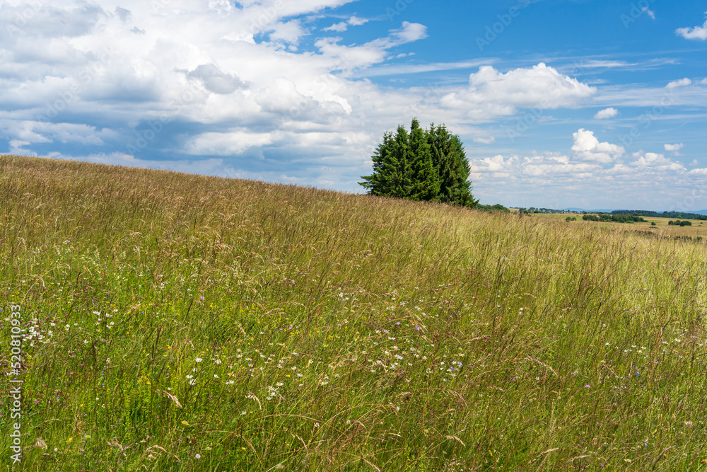 Fototapeta premium Das Naturschutzgebiet Lange Rhön in der Kernzone des Biosphärenreservat Rhön, Hessen, Bayern, Deutschland