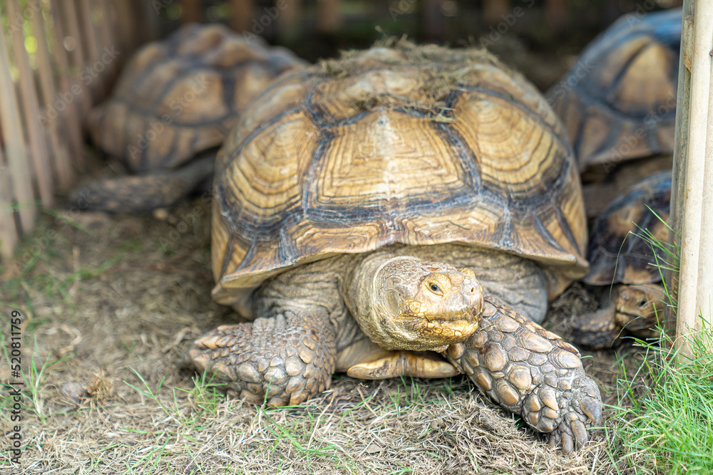 Sulcata tortoise in the grass. Sulcata tortoise in a green field. Sulcata tortoise in the grass. Sulcata tortoise in a green field.