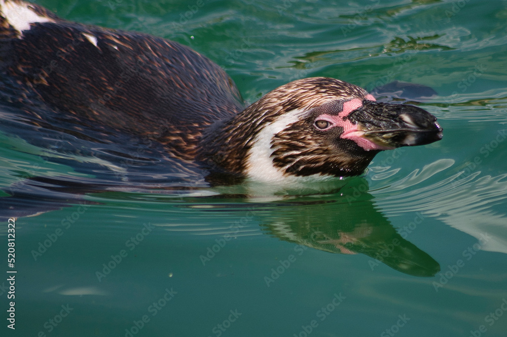 Naklejka premium Manchot