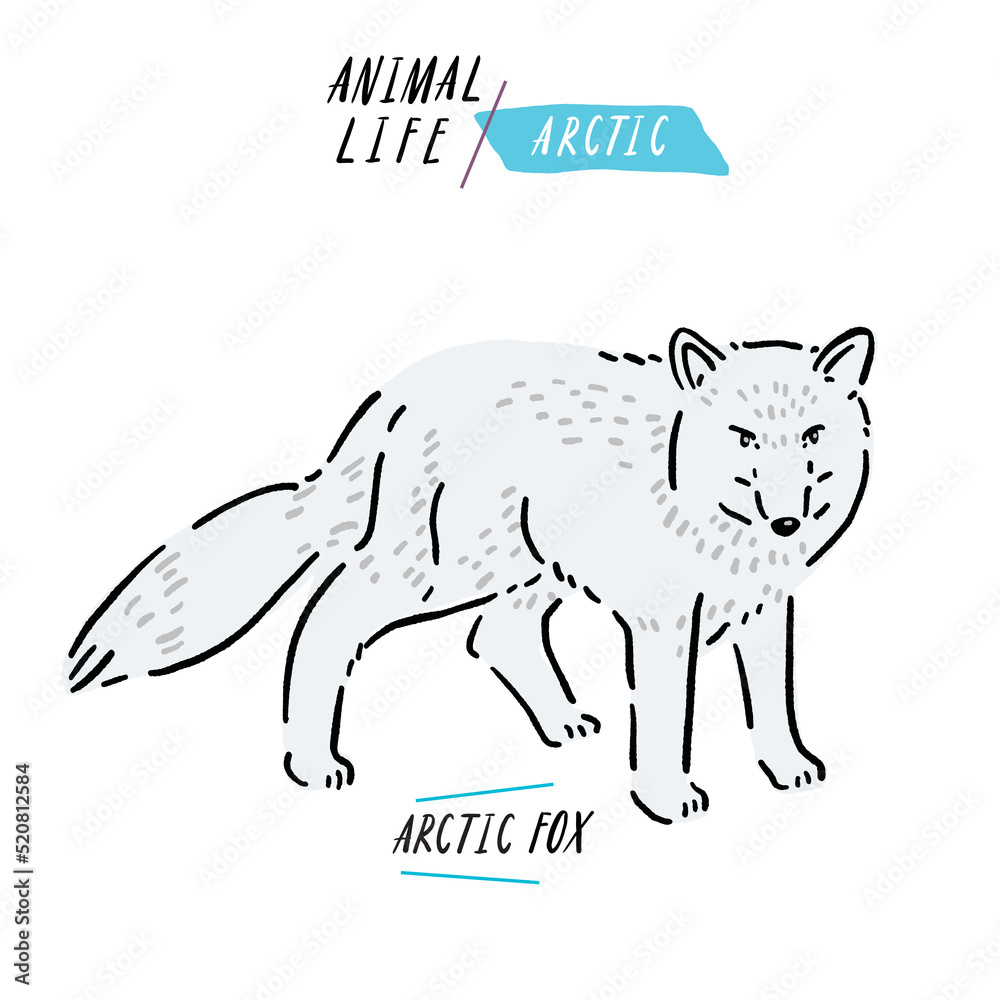 Arctic Fox Animal Hand drawn Color Illustration