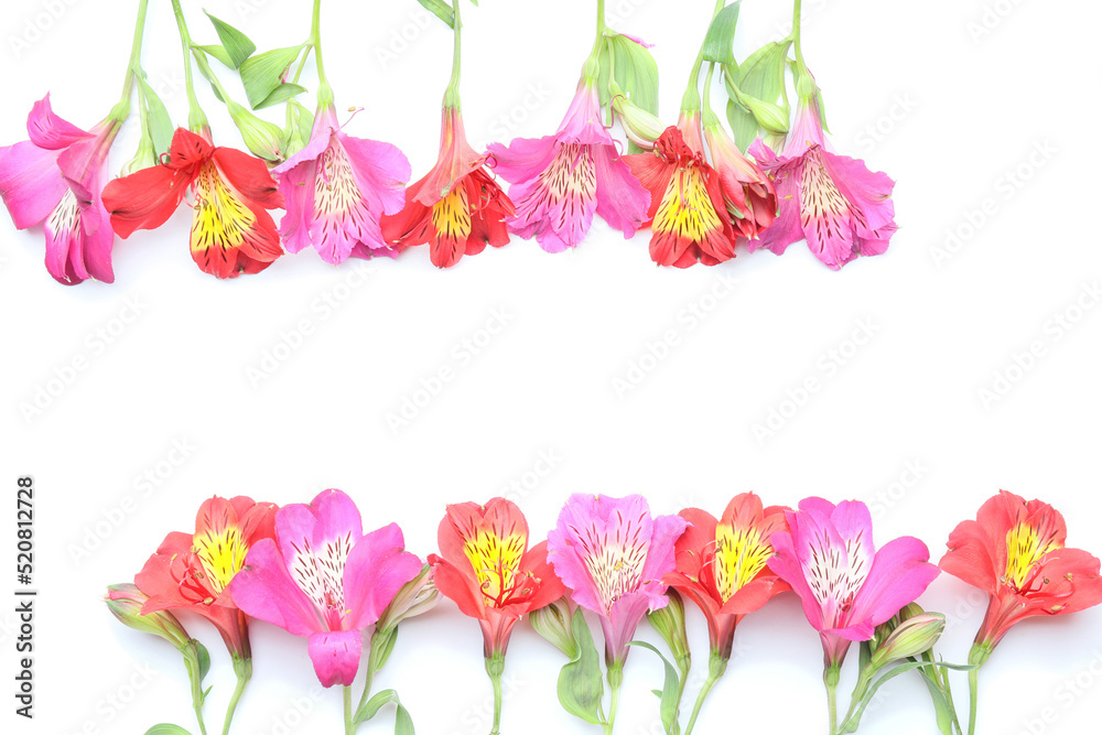 Obraz premium Composition with different alstroemeria flowers on white background