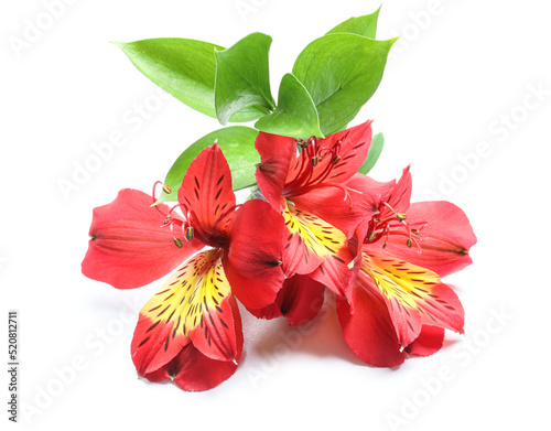 Fototapeta Naklejka Na Ścianę i Meble -  Red alstroemeria flowers on white background